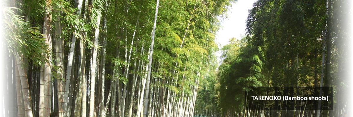 TAKENOKO (Bamboo shoots)