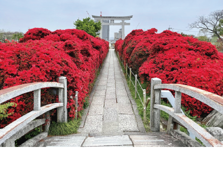 �����V���{